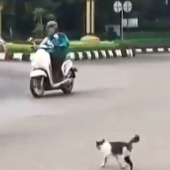 VIDEO!, Ojo Lali Berbuat Baik, Contohnya Pak Polisi Ini Bantu Kucing Menyeberang Jalan
